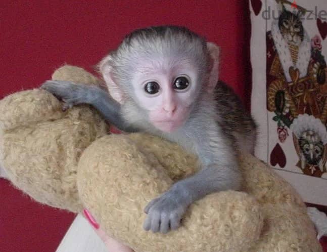 Whatsapp Me +972555074990 Capuchin Monkey 0