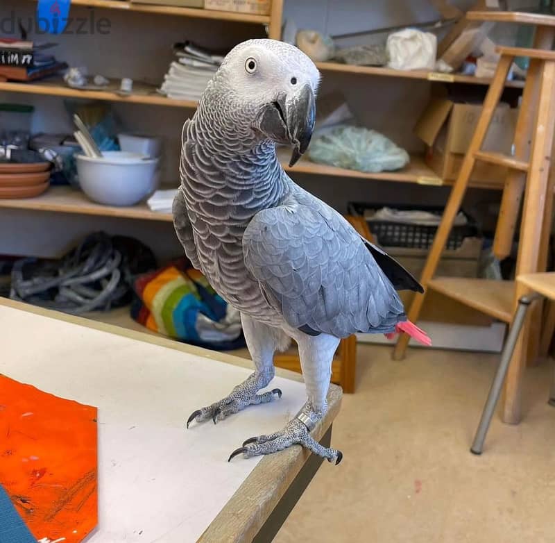 Whatsapp Me +966588993320 African Grey Parrots 1