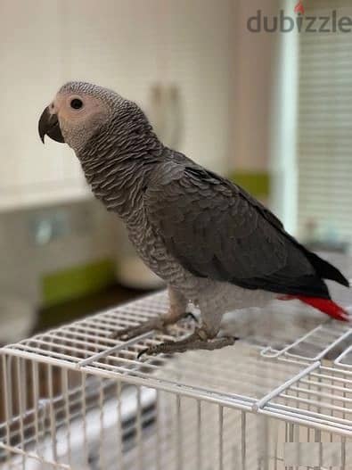 Whatsapp Me +966588993320 African Grey Parrots 0