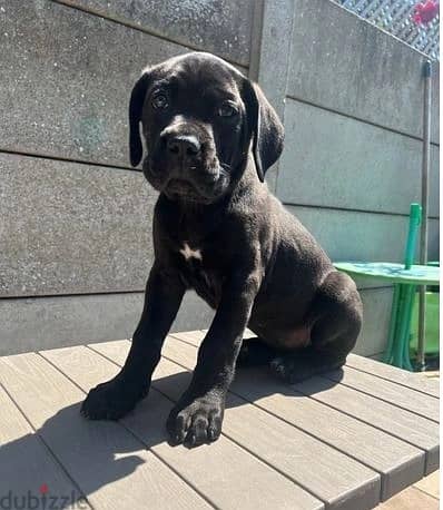 Whatsapp Me +966588993320 Cane Corso Puppies 0