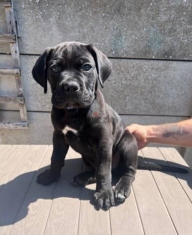 Whatsapp Me +966588993320 Cane Corso Puppies