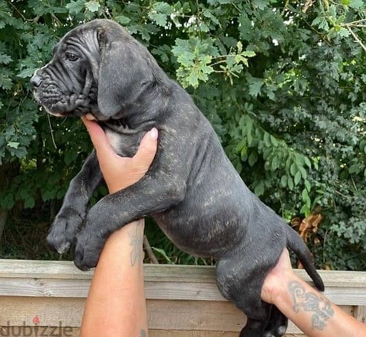 Whatsapp Me +966588993320 Cane Corso Puppies 1