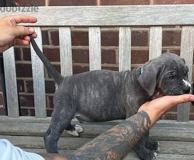 Whatsapp Me +966588993320 Cane Corso Puppies