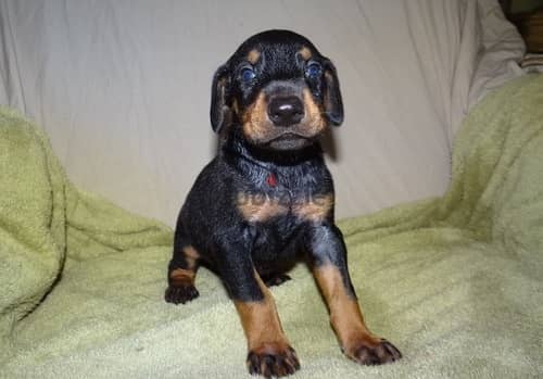 Whatsapp Me +972555074990 Doberman Puppies 1