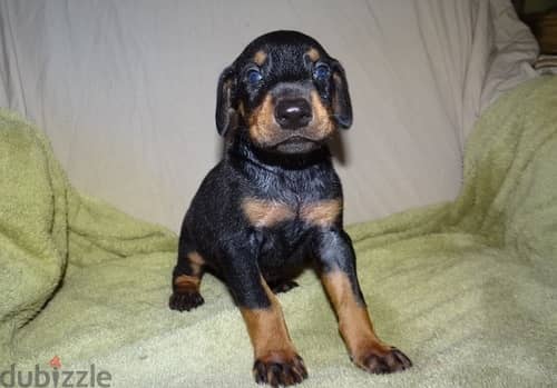 Whatsapp Me +972555074990 Doberman Puppies 0