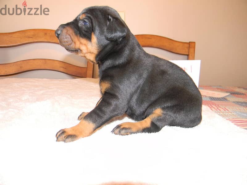 Whatsapp Me +972555074990 Doberman Puppies 1