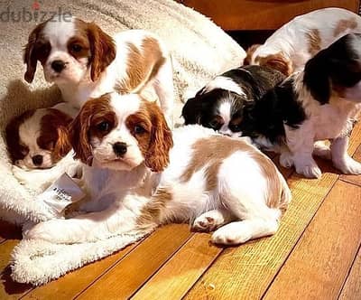 Whatsapp Me +966583921348 Cavalier King Charles Puppies