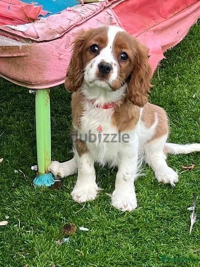 Whatsapp Me +966583921348 Cavalier King Charles Puppies 0