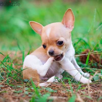 Healthy Chihuahua Puppies/ Whatsapp Me ::+972552992089