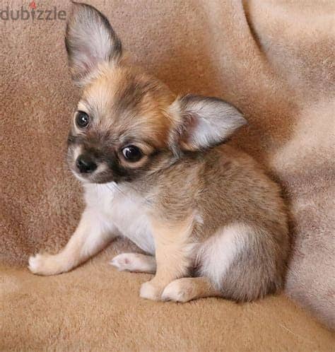 Healthy Chihuahua Puppies/ Whatsapp Me ::+972552992089 1