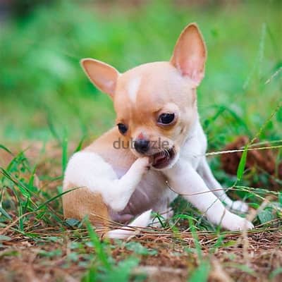 Healthy Chihuahua Puppies/ Whatsapp Me ::+972552992089