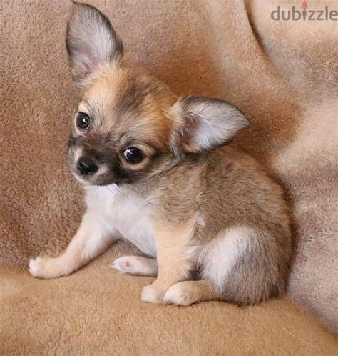 Healthy Chihuahua Puppies/ Whatsapp Me ::+972552992089 1