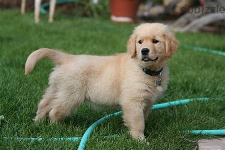 Healthy Golden Retriever Puppies/ Whatsapp Me ::+972552992089