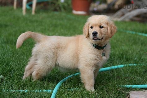 Healthy Golden Retriever Puppies/ Whatsapp Me ::+972552992089 0