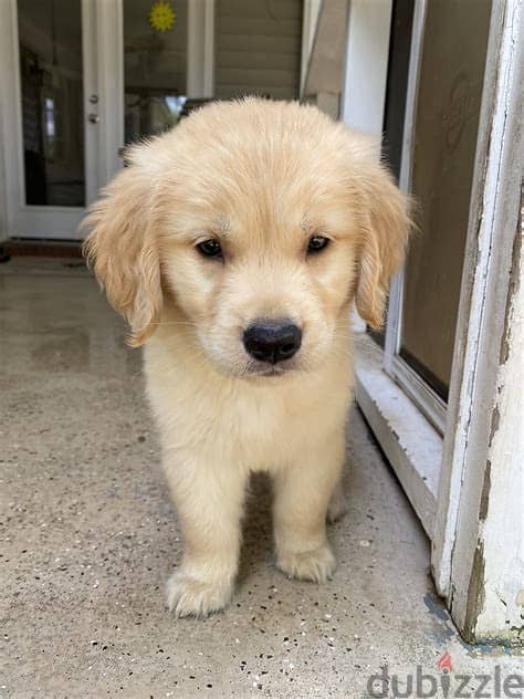 Healthy Golden Retriever Puppies/ Whatsapp Me ::+972552992089 1