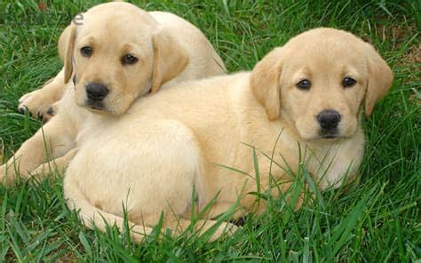 Healthy Labrador Retriever Puppies/ Whatsapp Me ::+972552992089 1