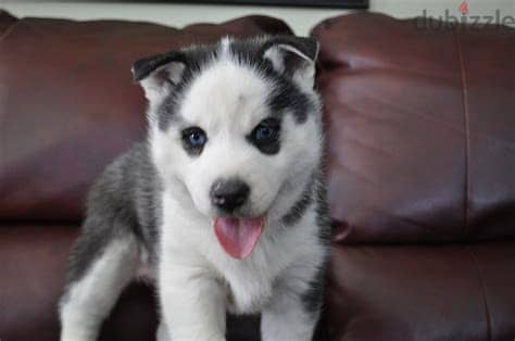 Healthy Siberian Husky Puppies/ Whatsapp Me ::+972552992089 1