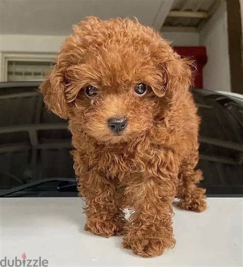 Healthy Toy Poodle Puppies/ Whatsapp Me ::+972552992089 1