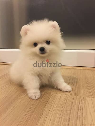 Healthy Tea Cup Pomeranian Puppies/ Whatsapp Me ::+972552992089