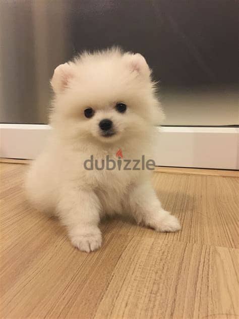 Healthy Tea Cup Pomeranian Puppies/ Whatsapp Me ::+972552992089 0