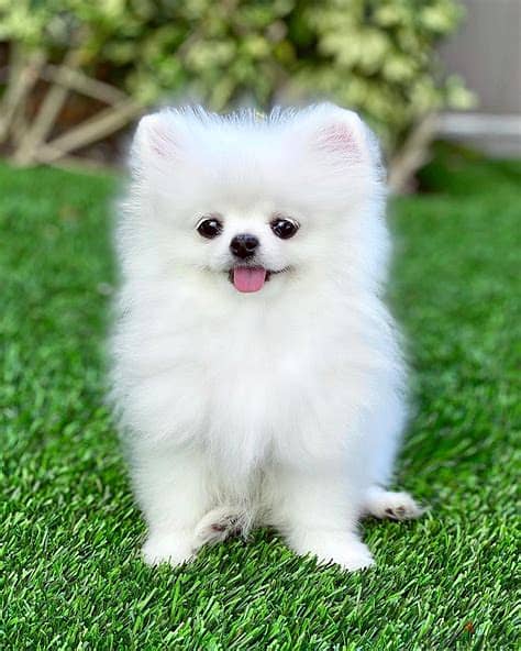 Healthy Tea Cup Pomeranian Puppies/ Whatsapp Me ::+972552992089 1