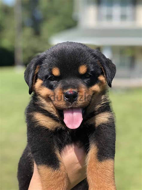 Healthy Rottweiler Puppies/ Whatsapp Me ::+972552992089 0