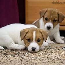 Jack Russell Puppies Whatsapp me +972553390216