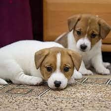 Healthy Jack Russell Puppies/ Whatsapp Me ::+972552992089