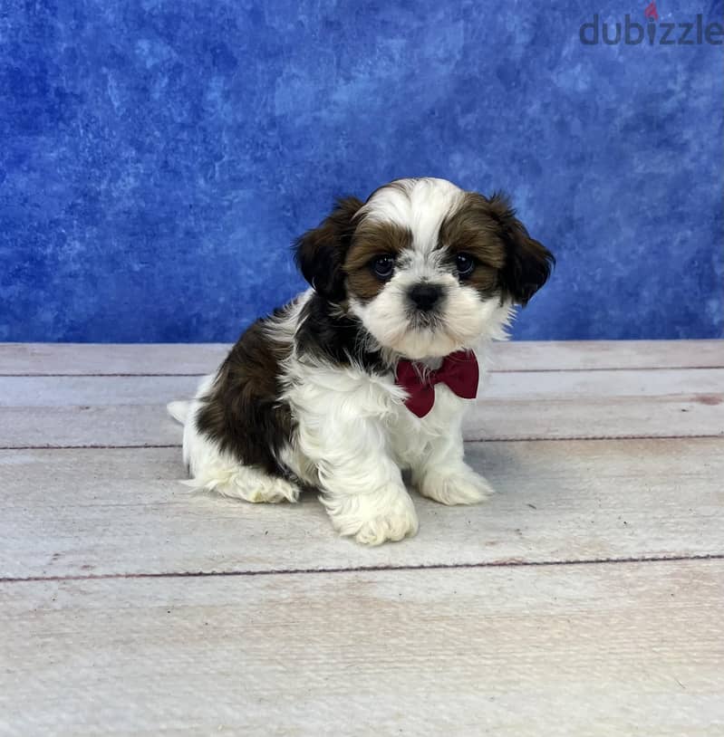 Healthy Shih Tzu Puppies/ Whatsapp Me ::+972552992089 0