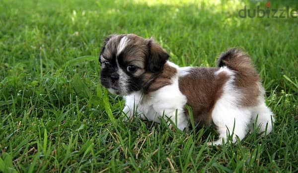 Healthy Shih Tzu Puppies/ Whatsapp Me ::+972552992089 1