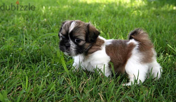 Healthy Shih Tzu Puppies/ Whatsapp Me ::+972552992089 1