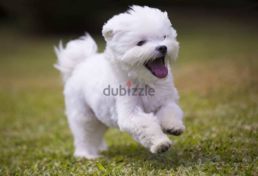 Healthy Maltese Puppies/ Whatsapp Me ::+972552992089 1