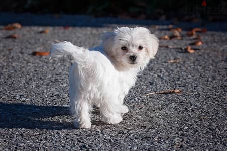 Healthy Maltese Puppies/ Whatsapp Me ::+972552992089