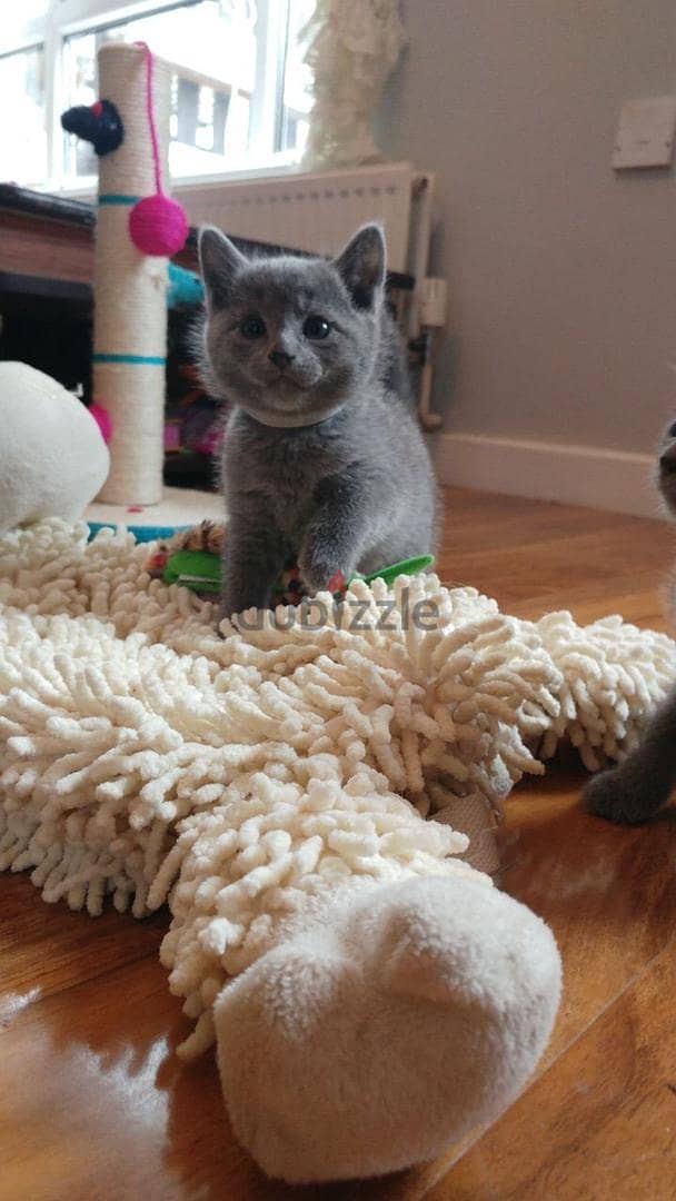 Russian Blue Kitten 0