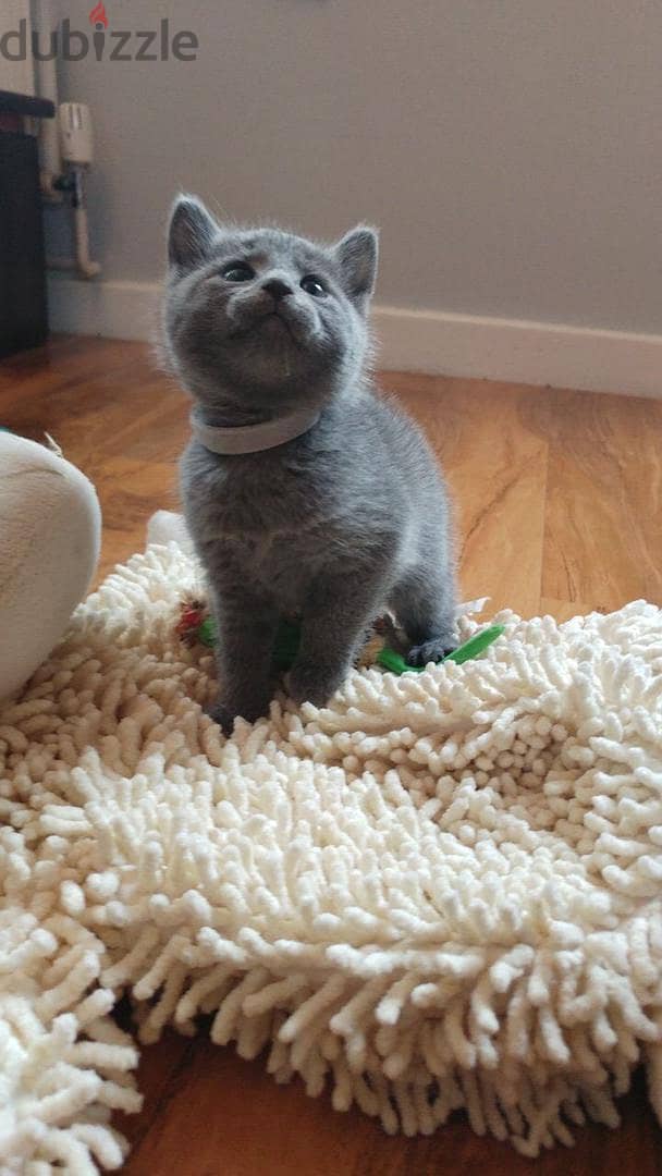 Russian Blue Kitten 1