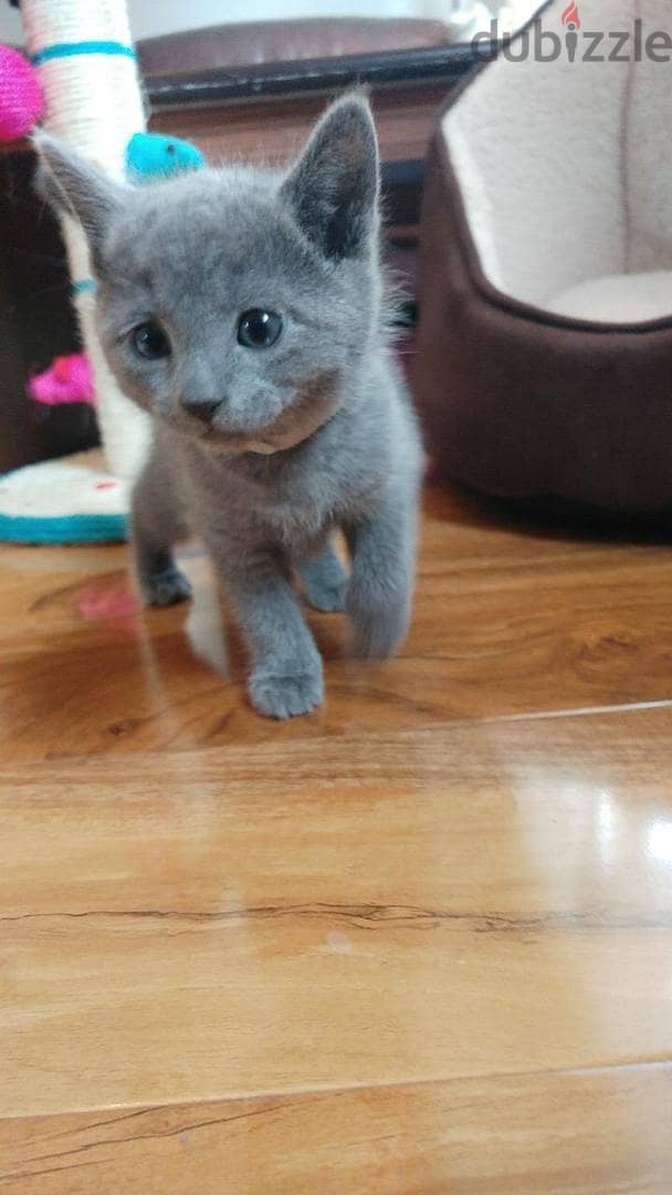 Russian Blue Kitten 2