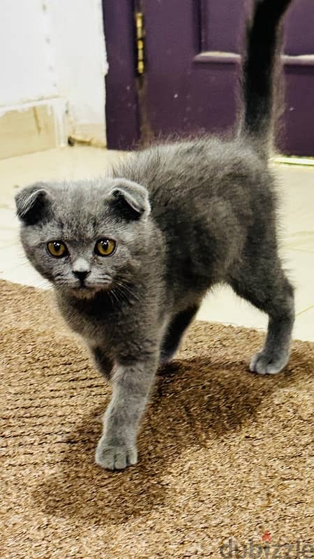 scotch fold cat 3months old for sale 0