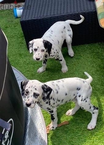 Whatsapp Me +966583921348 Dalmatian Puppies 0