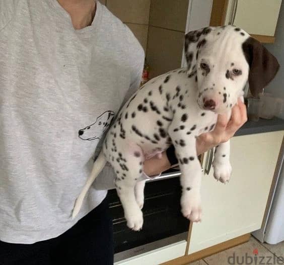 Whatsapp Me +966583921348 Dalmatian Puppies 0