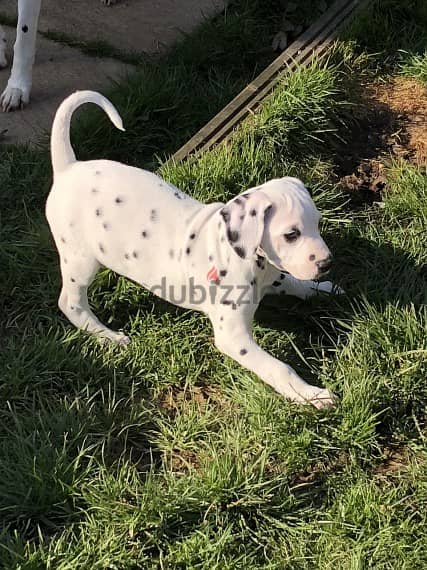 Whatsapp Me +966583921348 Dalmatian Puppies 1