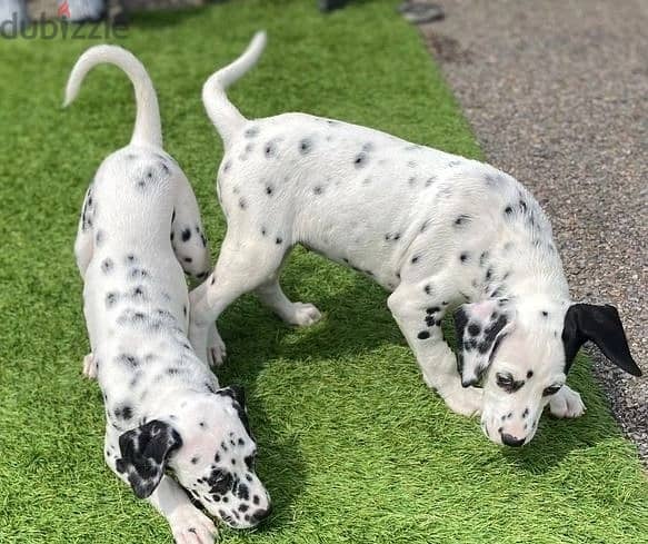 Whatsapp Me +966583921348 Dalmatian Puppies 1