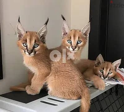 Whatsapp Me +966588993320 Caracal Kittens 0