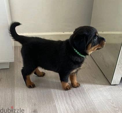 Whatsapp Me +966588993320 Rottweiler Puppies 0