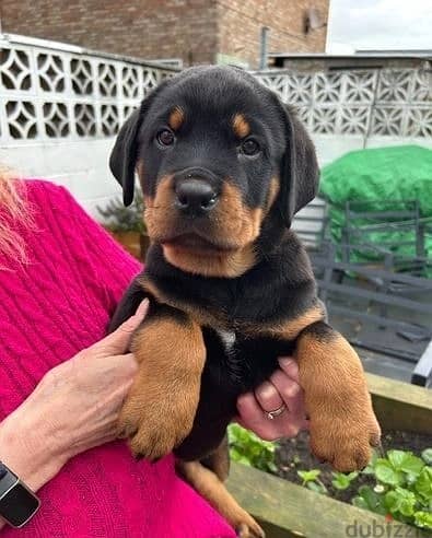 Whatsapp Me +966588993320 Rottweiler Puppies 0