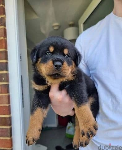 Whatsapp Me +966588993320 Rottweiler Puppies 1