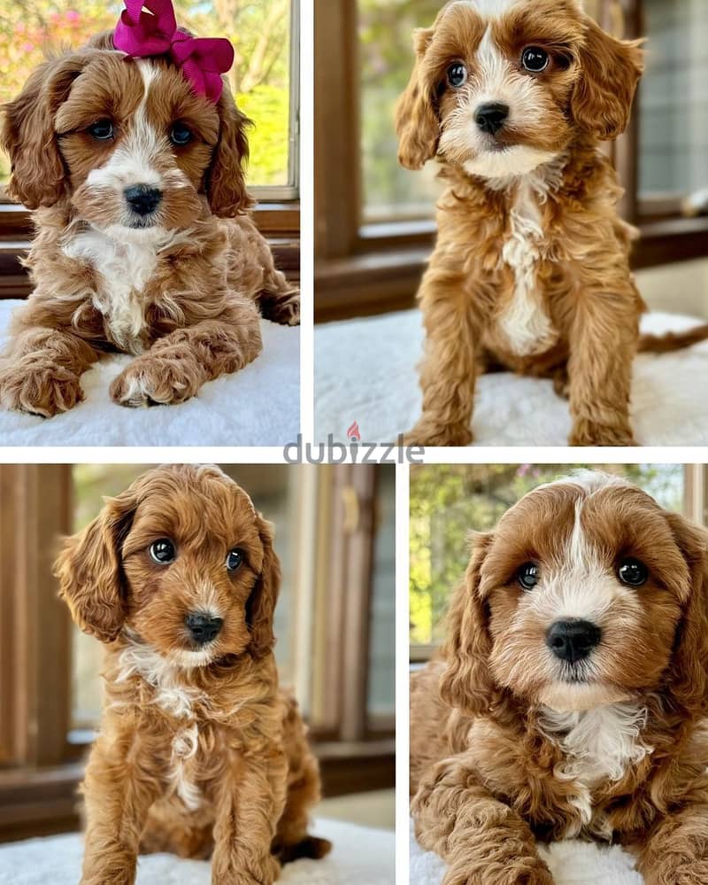 Cavapoo puppies// Whatsapp+971502618837 0