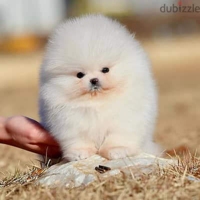 Pomeranian Puppies// Whatsapp+971502618837