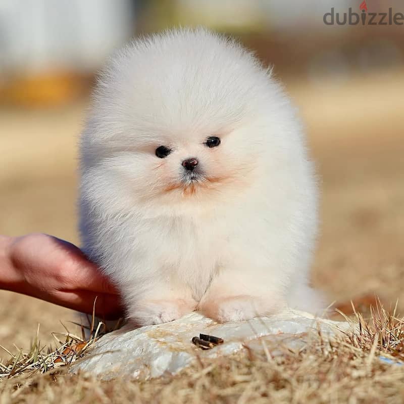 Pomeranian Puppies// Whatsapp+971502618837 0