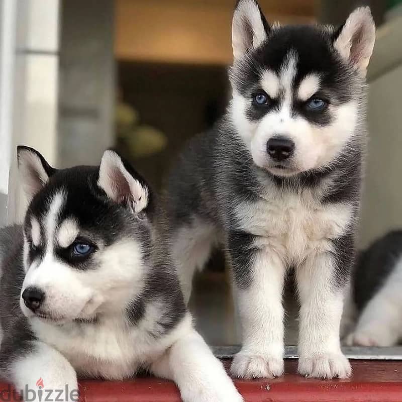 Siberian husky// Whatsapp +971552543679 0