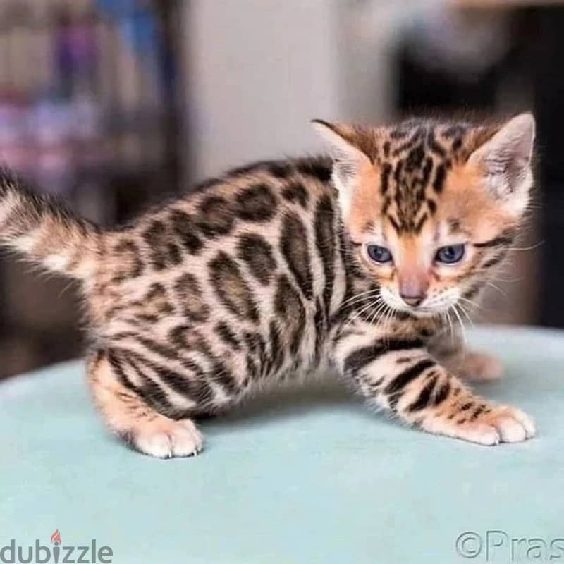 Bengal kitten// Whatsapp +971552543679 0